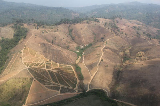 720 sq km of destroyed forests reclaimed