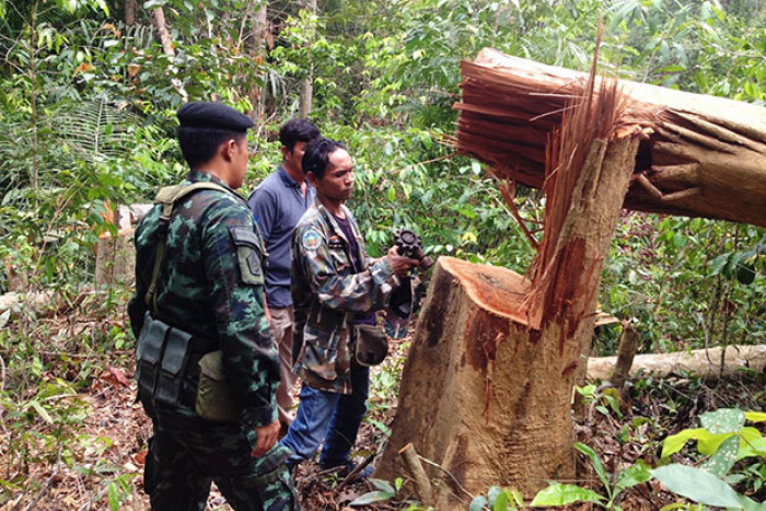 Bangkok Post - Loggers fell 168 trees in Songkhla forest