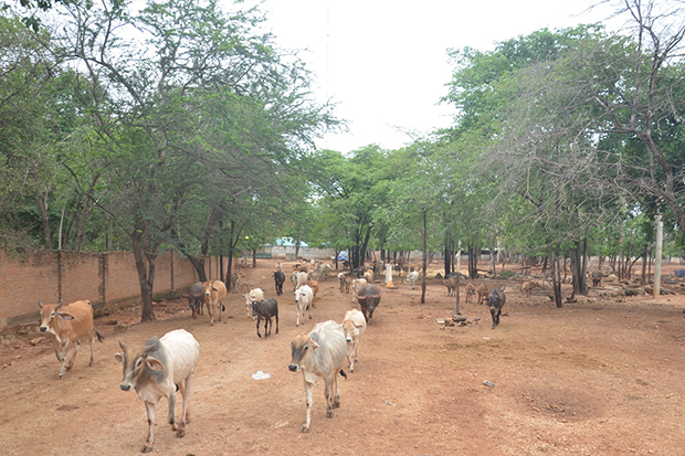 2,000 animals at Tiger Temple 'starving'