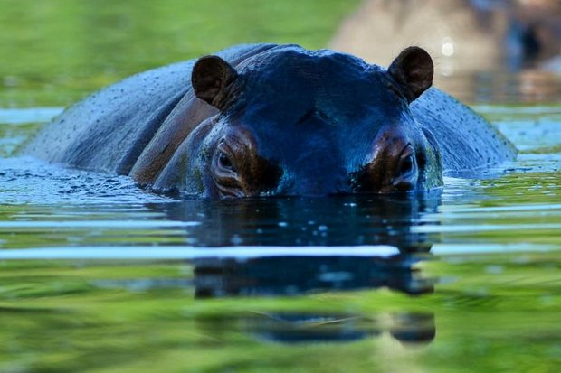 Legacy of drug lord Escobar's pet hippos