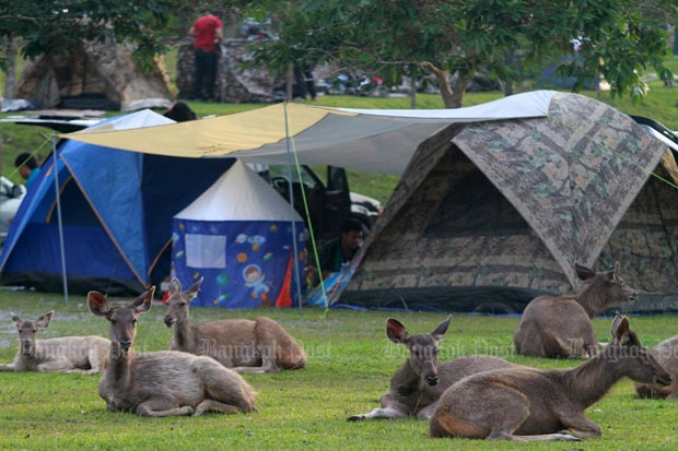 Deer rest near tourists' tents at a campsite at Khao Yai National Park in Nakhon Ratchasima province. The Department of National Parks, Wildlife and Plant Conservation plans to limit the number of visitors to national parks with an online ticketing system. (Photo by Thanarak Khunton)