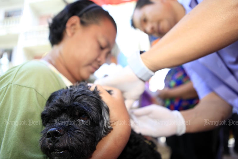 Free human rabies vaccinations amid outbreak fears