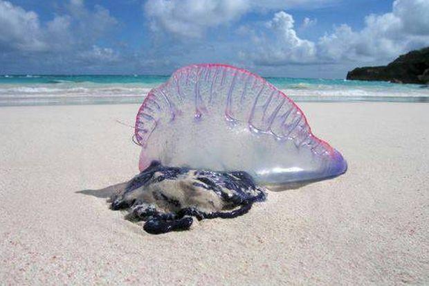 Bluebottle warning extended to Krabi