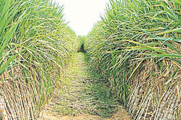 Sugar output down as global prices rise