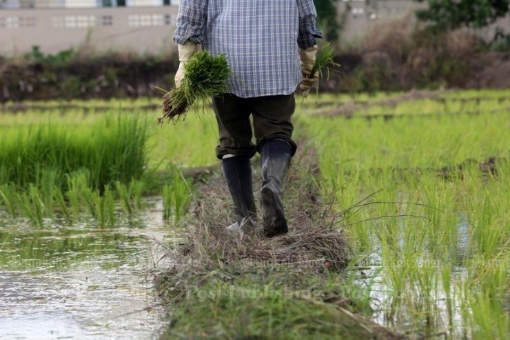 Regime in tight spot over paddy prices