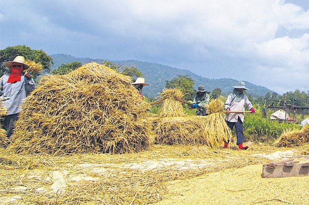 The rice man cometh