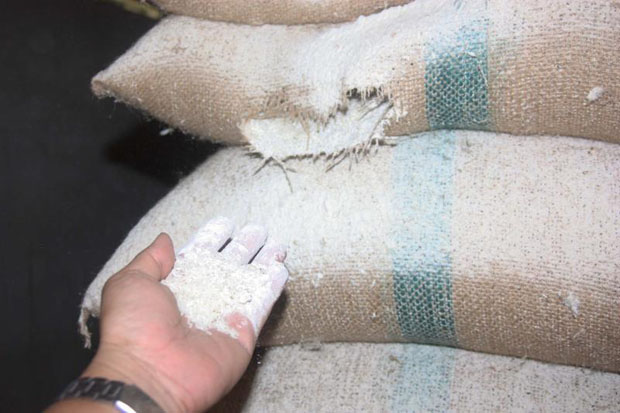 Public auditors find rotting grain at a warehouse in Phitsanulok province during an survey of rice stockpiled under former prime minister Yingluck Shinawatra's rice-pledging scheme in 2014. (Photo by Chinawat Singha)