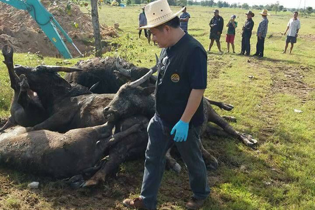 A livestock official inspects some of the 21 buffaloes that died suddenly of a still undiagnosed disease at a village in Prachin Buri's Kabin Buri district, as an excavator digs a hole to bury them in the field. (Photo by Manit Sanubboon)