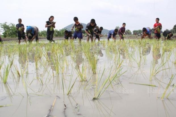 Organic rice a saviour for struggling farmers