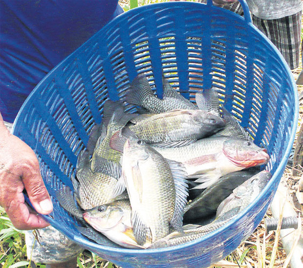 Bangkok Post A fish fit for a king