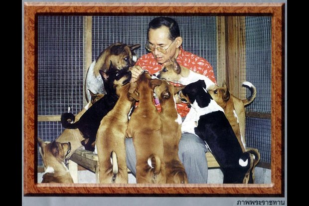 His Majesty King Bhumibol with Khun Thong Daeng (at the king's right shoulder) and her nine puppies. (File photo)