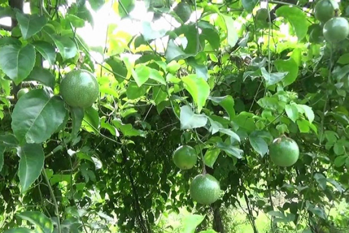 Rubber farmers urged to grow passion fruit