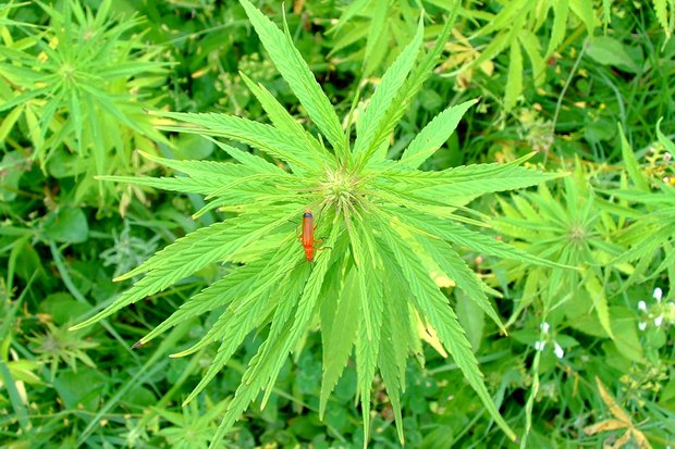 A typical hemp plant, with insect. Hemp or cannabis sativa is similar to marijuana but has been bred for non-recreational purposes, and contains little or none of marijuana's psychoactive component, THC. (Creative Commons)