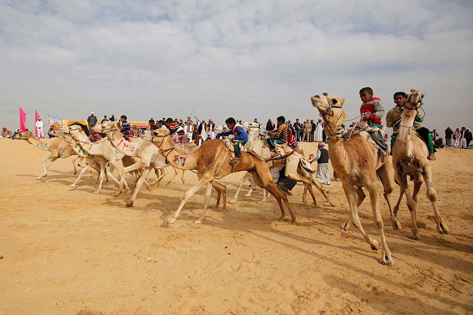 Jockeys, most of whom are children, compete on their mounts at the starting line during the opening of the International Camel Racing Festival at the Sarabium desert in Ismailia, Egypt, on March 21. — Reuters