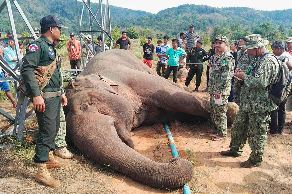 Cambodian soldiers stand next to a dead wild elephant in the jungle near Cardamom National Park of Kampong Speu province. A park ranger in Cambodia said the endangered wild elephant has died after an electrical pole fell and sent a powerful current surging through the animal. — Wildlife Alliance via AP