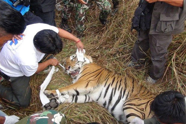 Injured tiger rescued in Lampang