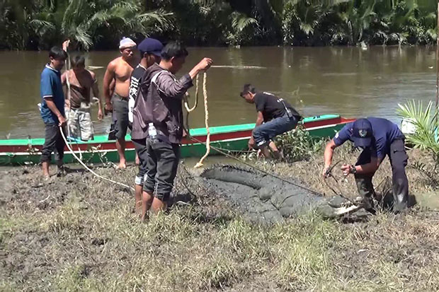 Crocs on loose from zoo captured