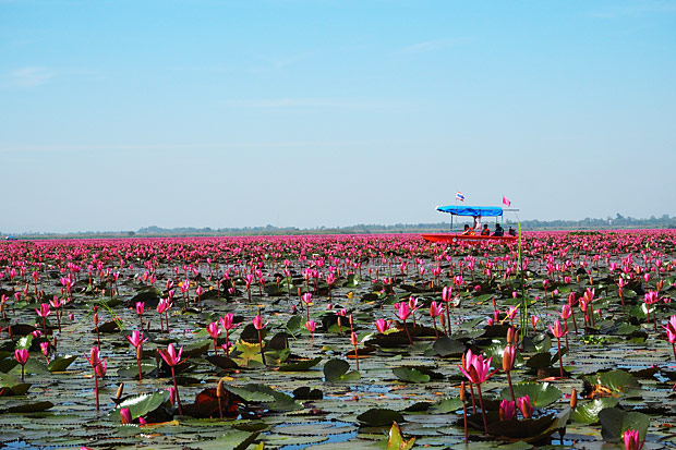 Tickled pink: Nong Han Lake, or the Pink Water Lilies Lake as it's known, is in Udon Thani province. The flowers are best viewed between 6am and 9am and will bloom until the end of March.