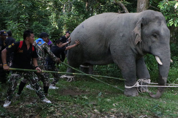 Farm-raiding wild elephants moved to national park