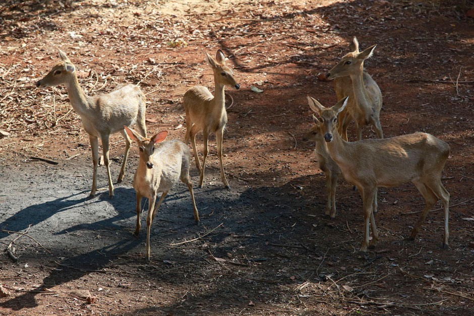 Deer forage for food at the Tiger Temple on Thursday before being moved to a wildlife centre. (Photo by Pattanapong Hirunard)