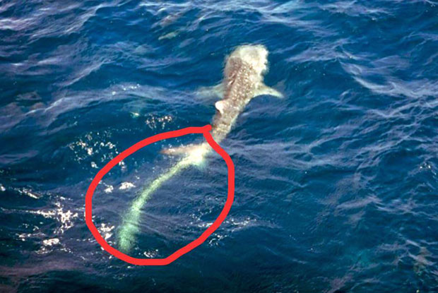 An image of the unfortunate whale shark spotted by employees of Mubadala Petroleum (Thailand) and posted on the Facebook page of Thon Thamrongnawasawat.