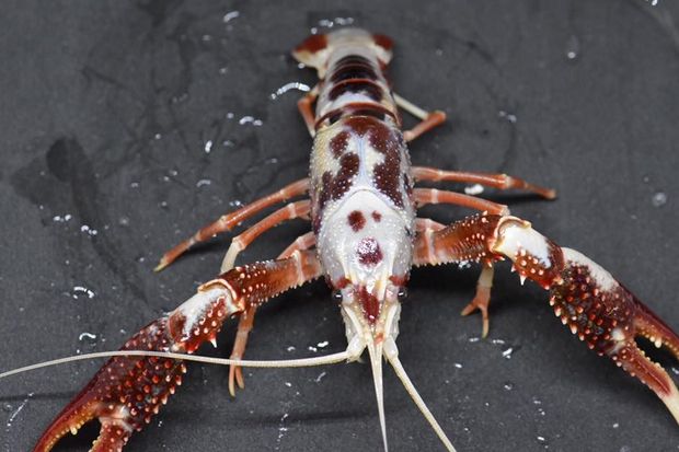 world record crawfish