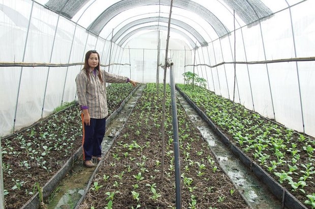 A farmer in Pathum Thani has moved her crops indoors. Thailand is the only country in Asean that complies with the international greenhouse gas reduction standards. (File photo by Anucha Charoenpo)