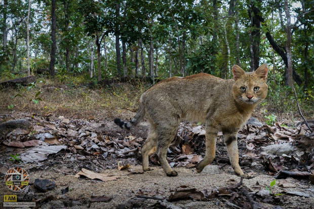 This picture of a wild jungle cat was reportedly taken at the Omkoi Wildlife Sanctuary in Chiang Mai province by freelance photographer Parinya Phadungthin (photo: Department of National Parks, Wildlife and Plant Conservation)