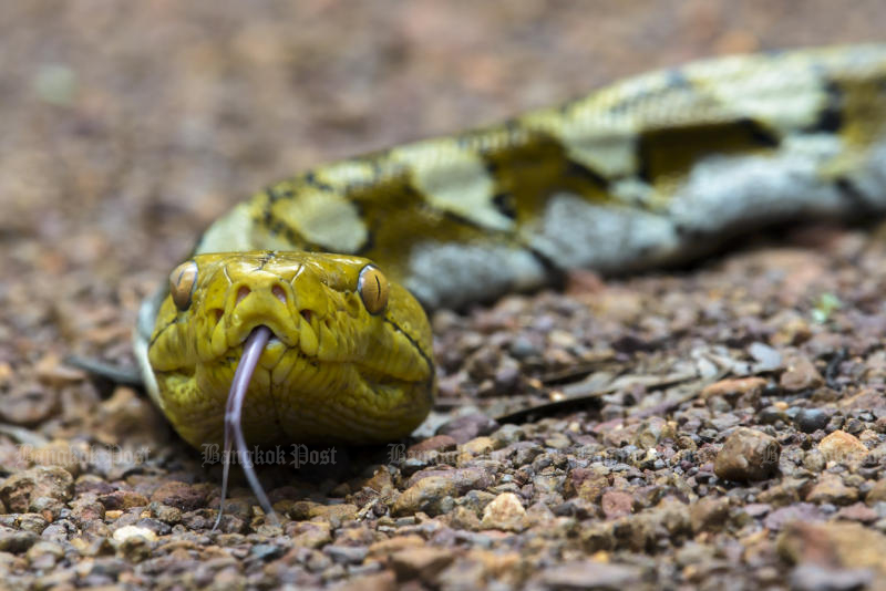 Bangkok Post - Indonesia man swallowed by python