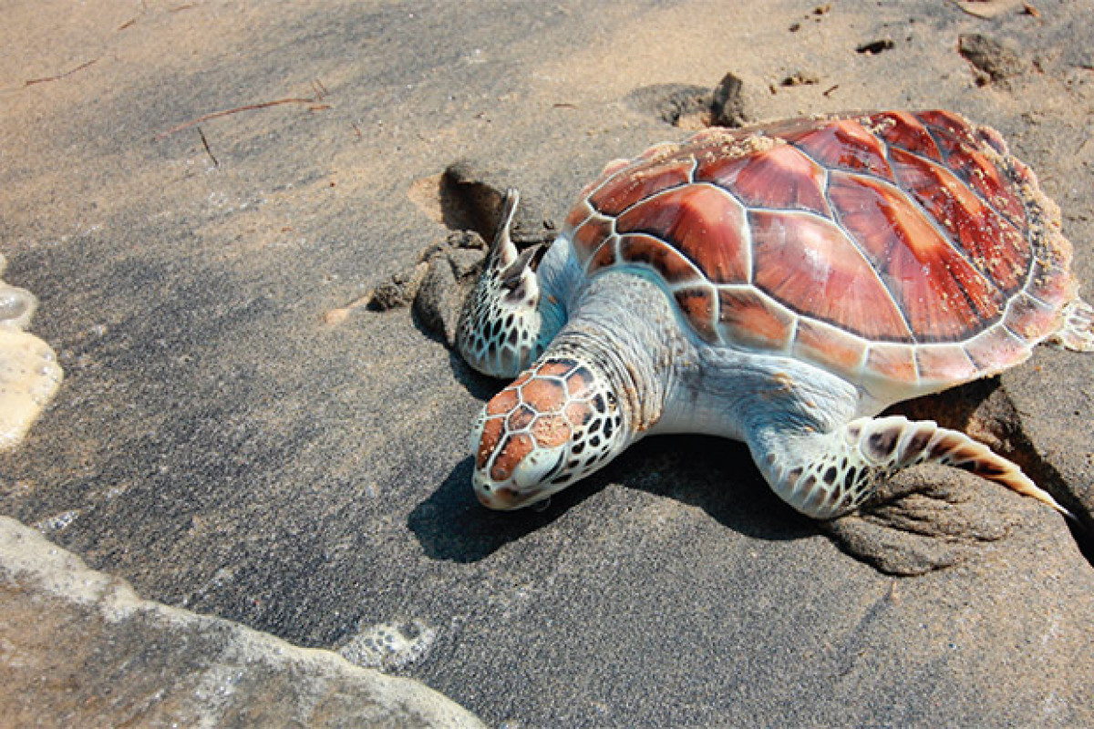 Bangkok Post - Coaxing turtle conservation out of its shell