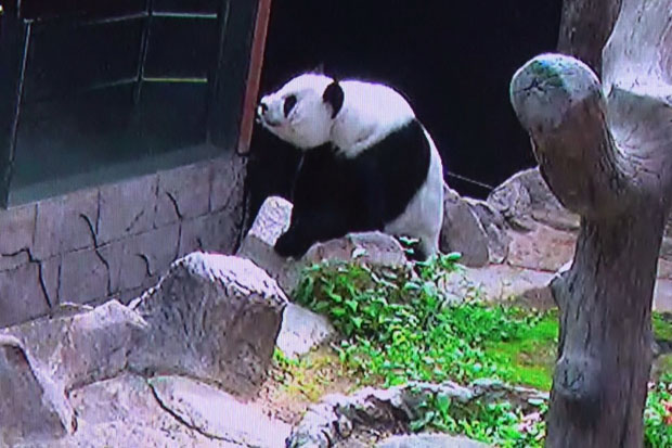 Lin Hui at the Chiang Mai Zoo on Thursday (photo by Cheewin Sattha)