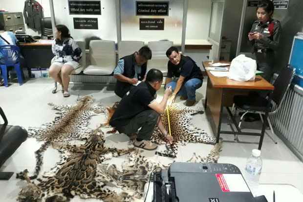 Two arrested selling wildcat skins in Chiang Mai