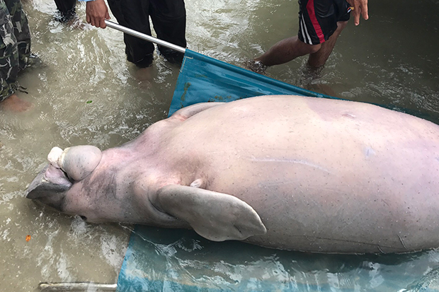 Female dugong's death 'caused by illness'