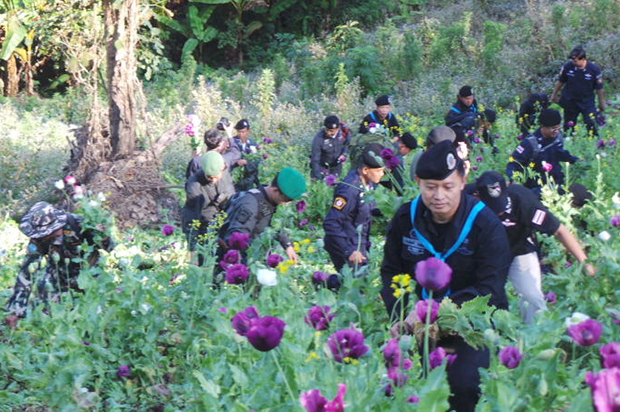 Fewer poppy fields razed this year