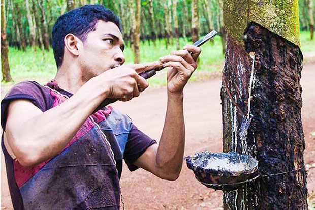 A Cambodian farmer tapping a rubber tree to collect the latex. (Khmer Times photo) A Cambodian farmer tapping a rubber tree to collect the latex. (Khmer Times photo)