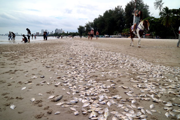 Huge numbers of small dead fish, mostly ponyfish, were found on Hua Hin beach in Prachuap Khiri Khan province on Tuesday. (Photo by Chaiwat Satyaem)