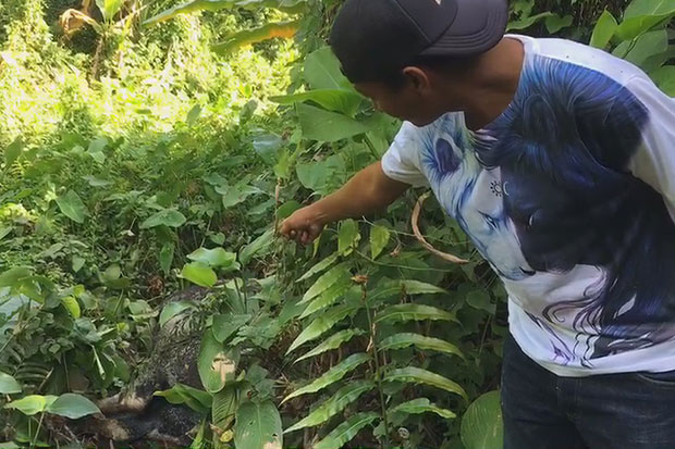 Another two gaurs found dead in Korat's Wang Nam Khieo