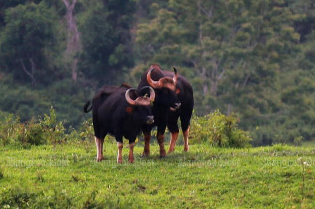 Police step in as 2 more gaurs killed