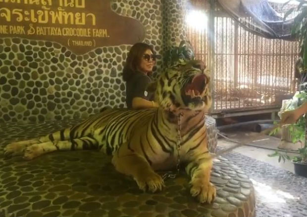 Pattaya zoo roared at after poked tiger video goes viral