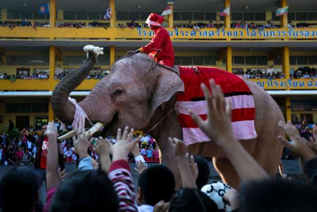A trained elephant dressed in a Santa Claus costume distributes a doll to students during Christmas celebrations at Jirasart school in Ayutthaya on Friday. In South Africa, bees are being used to prevent wild elephants from trampling trees. (Reuters photo) A trained elephant dressed in a Santa Claus costume distributes a doll to students during Christmas celebrations at Jirasart school in Ayutthaya on Friday. In South Africa, bees are being used to prevent wild elephants from trampling trees. (Reuters photo)