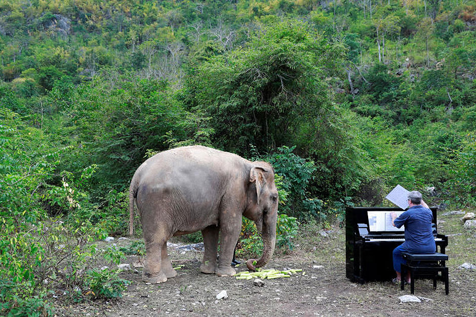 British volunteer Paul Barton plays piano for sick, abused, retired and rescued elephants in sanctuary along Thailand-Myanmar border in Kanchanaburi, Thailand, December 9, 2018. Paul has been playing piano for elephants as a volunteer for almost ten years. — Reuters