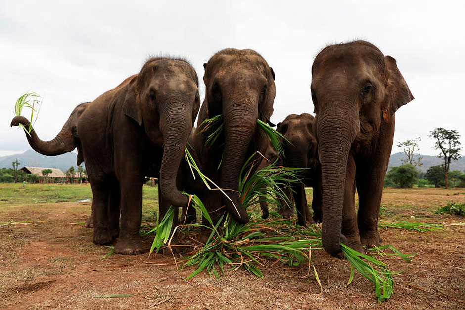 Elephants eat their breakfast as they listen British volunteer Paul Barton plays piano for sick, abused, retired and rescued elephants in sanctuary along Thailand Myanmar border in Kanchanaburi, Thailand, December 9, 2018. Paul has been playing piano for elephants as a volunteer for almost ten years. — Reuters