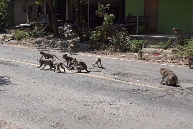 Monkey Hoard Bangkok Post - Horde of hungry monkeys plundering villages, temple