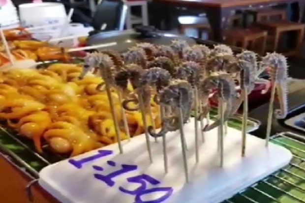 Grilled seahorses taken off the menu in Pattaya