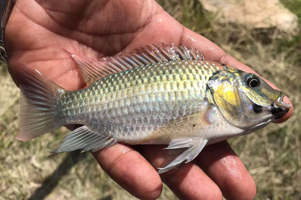 Ban announced on keeping invasive cichlid fish