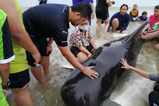 Marine experts and local volunteers worked to keep the whale alive, forcing it to regurgitate five large plastic bags, but 80 more were found in his stomach and intestines after it died.