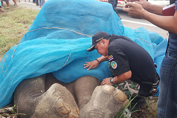 A wildlife official examines the dead wild elephant, covered by netting, on the roadside in Sanam Chai Khet district in Chachoengsao on Wednesday. (Photo supplied)