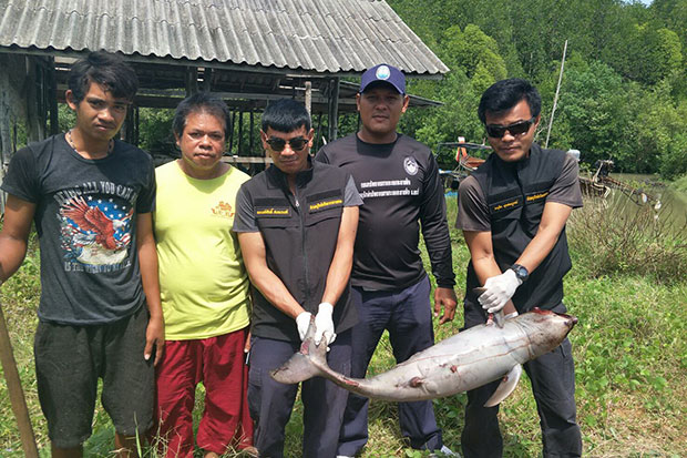 Another Irrawaddy dolphin found dead in Trang