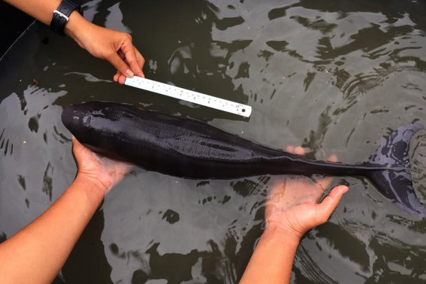 Rare finless porpoise found beached in Trat