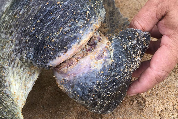 More than 20 sea turtles killed by debris